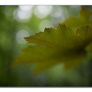 wald von unten2