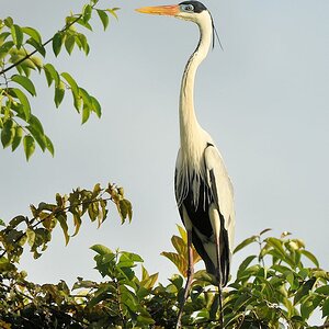 Cocoireiher (Cocoi Heron)
Karanmbu
4645 h