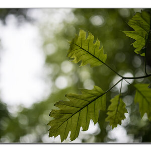 wald von unten3