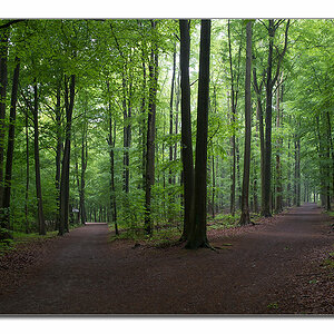 wald von unten4
