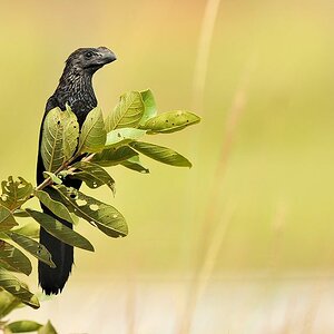 Glattschnabelani (smooth billed ani)
Rockview Lodge, Annai
3935