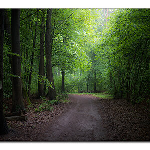 wald von unten5