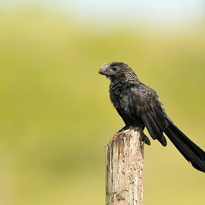 Glattschnabelani (smooth billed ani)
Rockview Lodge, Annai
3881