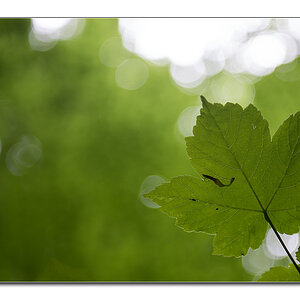 wald