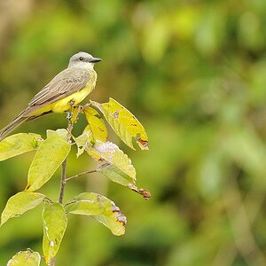 Trauertyrann (Tropical Kingbird)
Rupununi bei Karanambu
4672