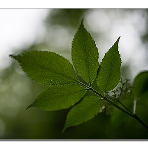 wald von unten6