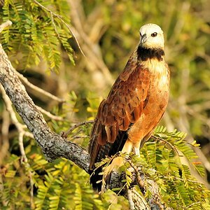 Fischbussard (Black Collared Hawk)
Rupununi bei Karanambu
4862