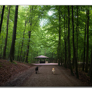 wald von unten8