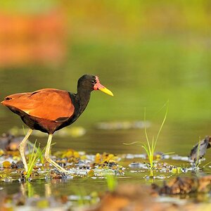 Rotstirn Blatthühnchen (Wattled Jacana)
Rupununi bei Karanambu
4919