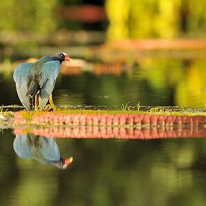 Zwergsultanhuhn (Purple Gallinule)
Rupununi bei Karanambu
4797