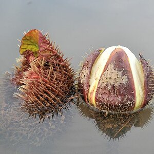 sich öffnende Knospe der Amzonas Riesenseerose (vitoria amazonica)
Rupununi bei Karanambu
 2466