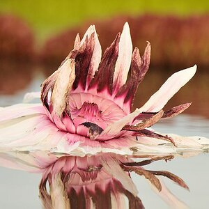 verblühte Blüte der Amzonas Riesenseerose (vitoria amazonica)
Rupununi bei Karanambu
4750