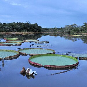 sich öffnende Blüte der Amzonas Riesenseerose (vitoria amazonica)
Rupununi bei Karanambu
2481