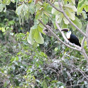 Weißbrusttukan (White throutedToucan)
Iwokrama Rainforest
0249