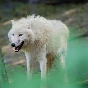Arktischer Wolf / Tiergarten Schönbrunn