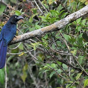 unidentifizierter Vogel
(Ultramarin Grosbreak passt leider nicht)
Iwokrama Rainforest
0349