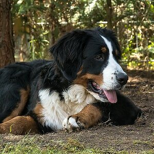 Für Thread "Zeigt her Eure Hunde ..."