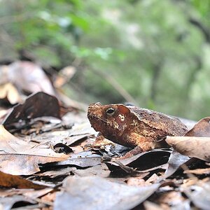 Kröte im Iwokrama Rainforest
0792
