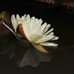 Blüte der Amzonas Riesenseerose (vitoria amazonica)
Rupununi bei Karanambu
2514