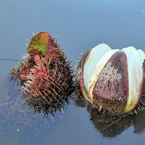 Blüte der Amzonas Riesenseerose (vitoria amazonica)
Rupununi bei Karanambu
2474