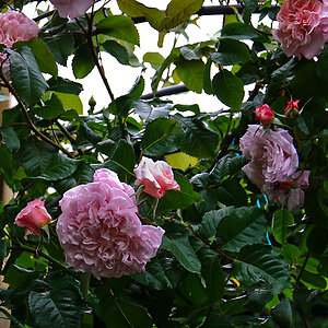 Rose de Tolbiac