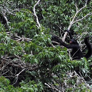 Rotgesichtklammeraffe (Red Faced  Spider Monkey)
am Turtle Mountain, Iwokrama Rainforest
0434