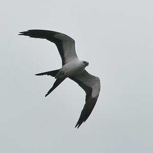Schwalbenweih (Swallow tailed kite)
am Turtle Mountain, Iwokrama Rainforest
0571