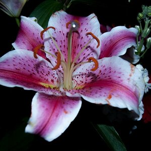 DSC 0104