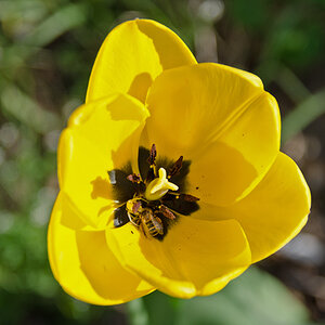 Biene Spinne