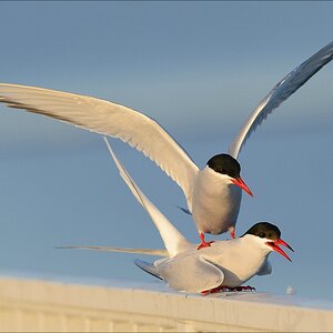 aacomp nordfriesland 20130501 0311