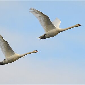 aacomp bramfsee 20130503 0351