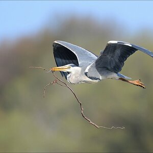 aacomp bramfsee 20130503 0525