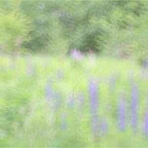 Lupinen