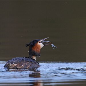 aacomp bramfsee 20130503 0365