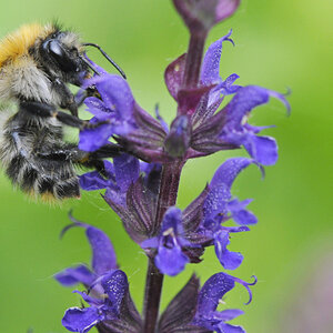 Hummel 2013 1