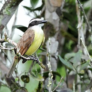 Schwefelmaskentyrann (Great Kiskadee)
Iwokrama Lodge
0609