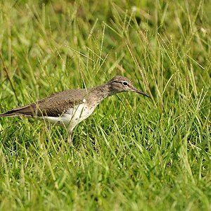 Wiesenstrandläufer (Least Sandpiper)
0649