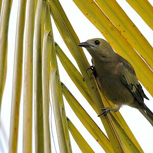 unidentifizierter Vogel
0640