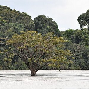 Baum im Essequibo River
0663