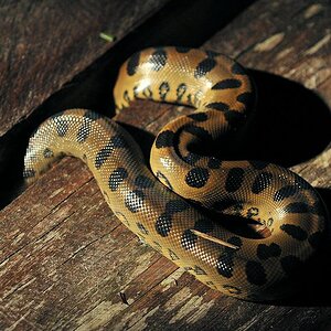 Anaconda auf dem Bootssteg
Iwokrama Lodge
0864