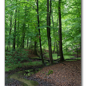 wald von unten10