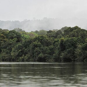 Morgens auf dem Essequibo
im Iwokrama Rainforest
1147