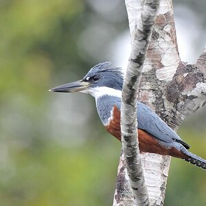 Amazonasfischer (Amazon Kingfisher)
im Iwokrama Rainforest
1082