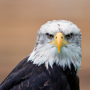 Adlerportrait mit D4 und AF-S 800/5.6
