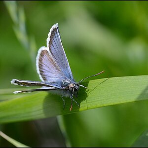 wiese2c