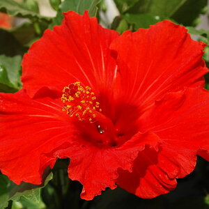 DSC 3444 Rot