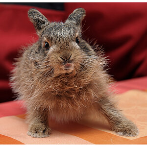 Hase5682bearb
