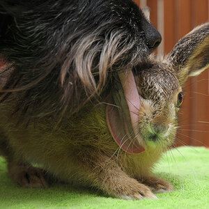 Hase5708bearb