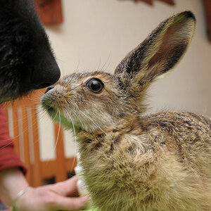 Hase5719bearb