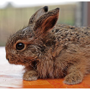 Hase5651bearb
